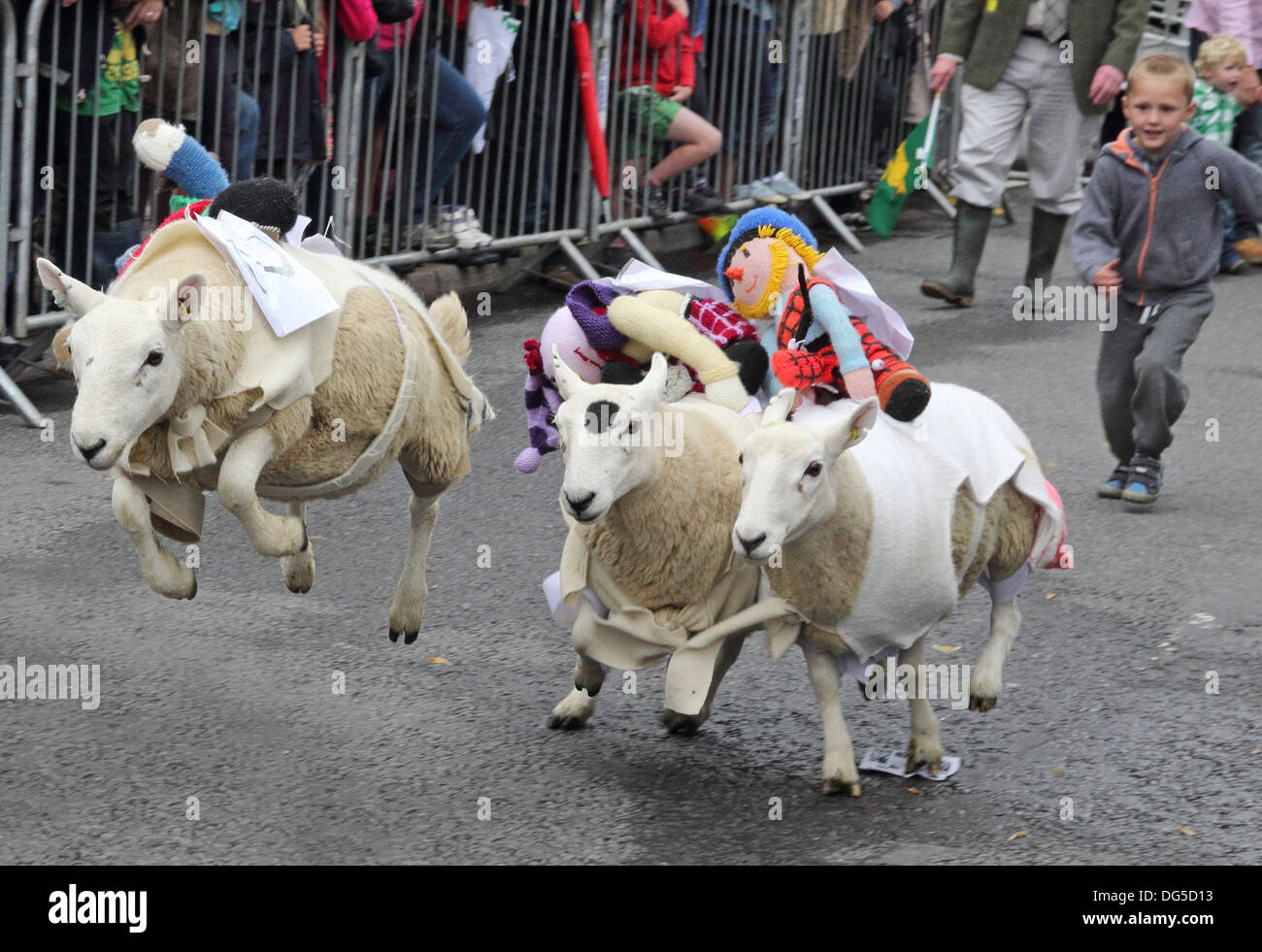 Sheep Racing, Moffat High Street, Dumfries and Galloway, Scotland, UK Stock Photo