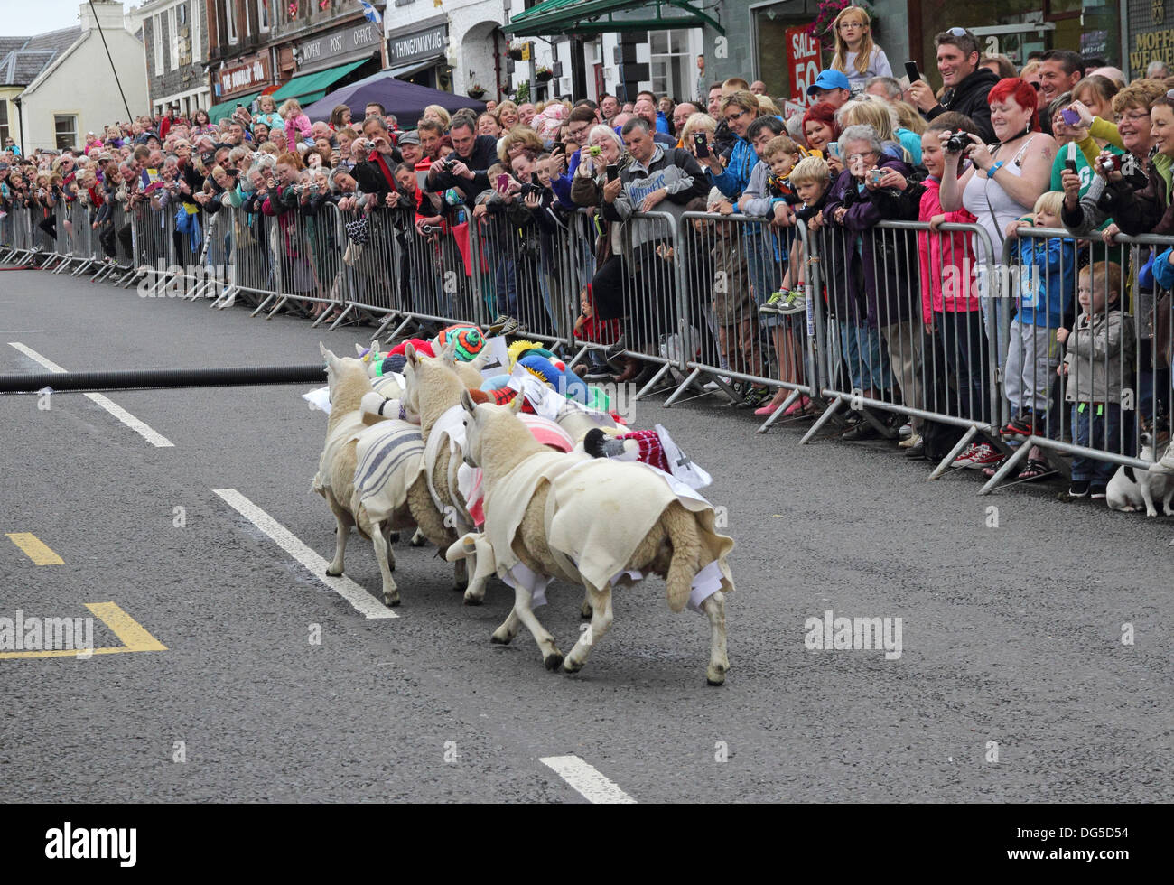 Sheep Racing, Moffat High Street, Dumfries and Galloway, Scotland, UK ...