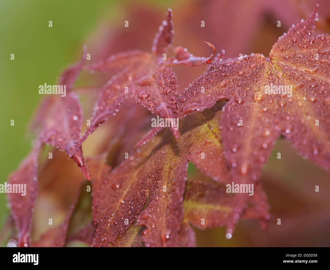 Red Acer covered with  morning dew Stock Photo
