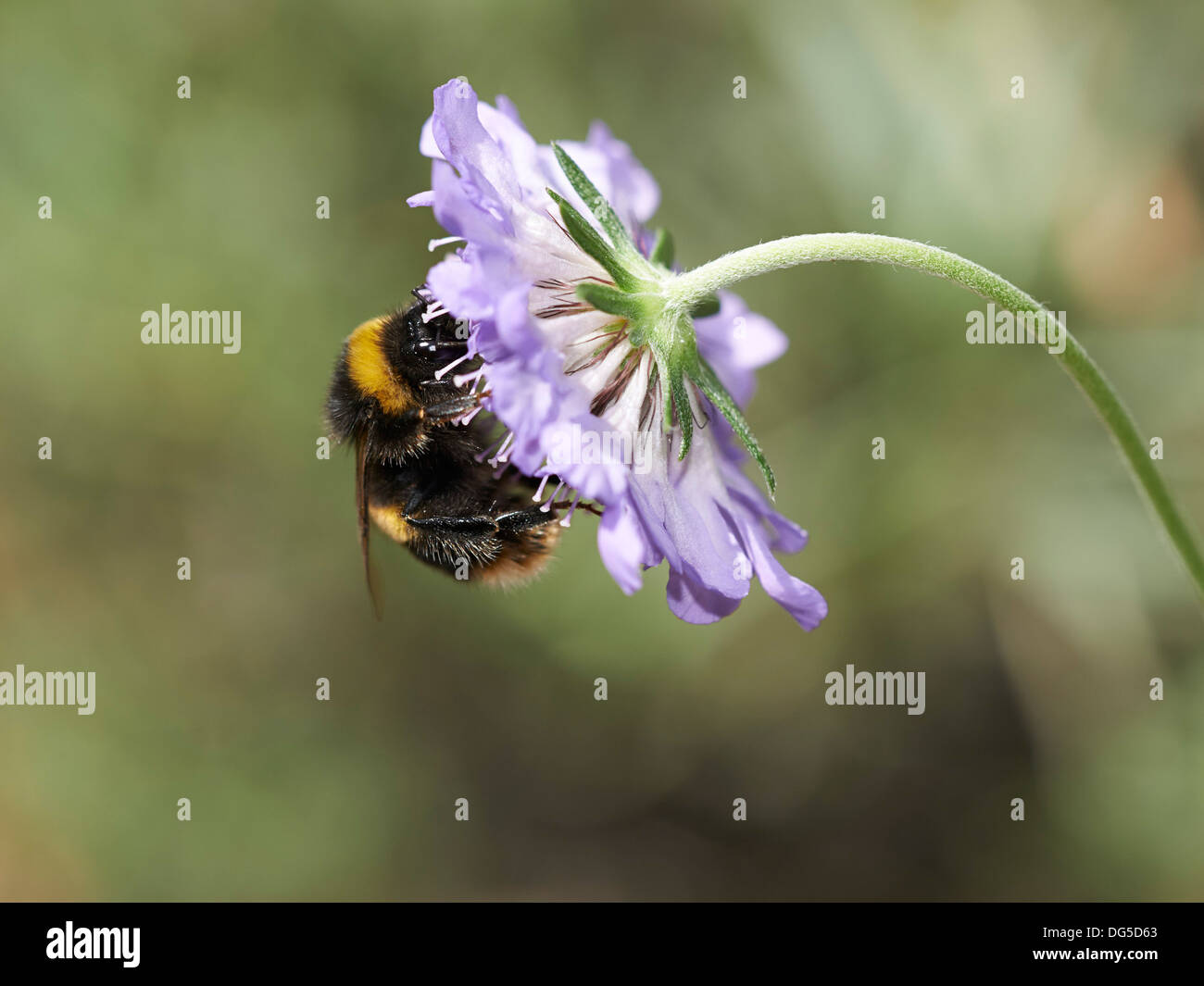 Buff tailed bumblebee feeding on Scabious flowering plant. Stock Photo