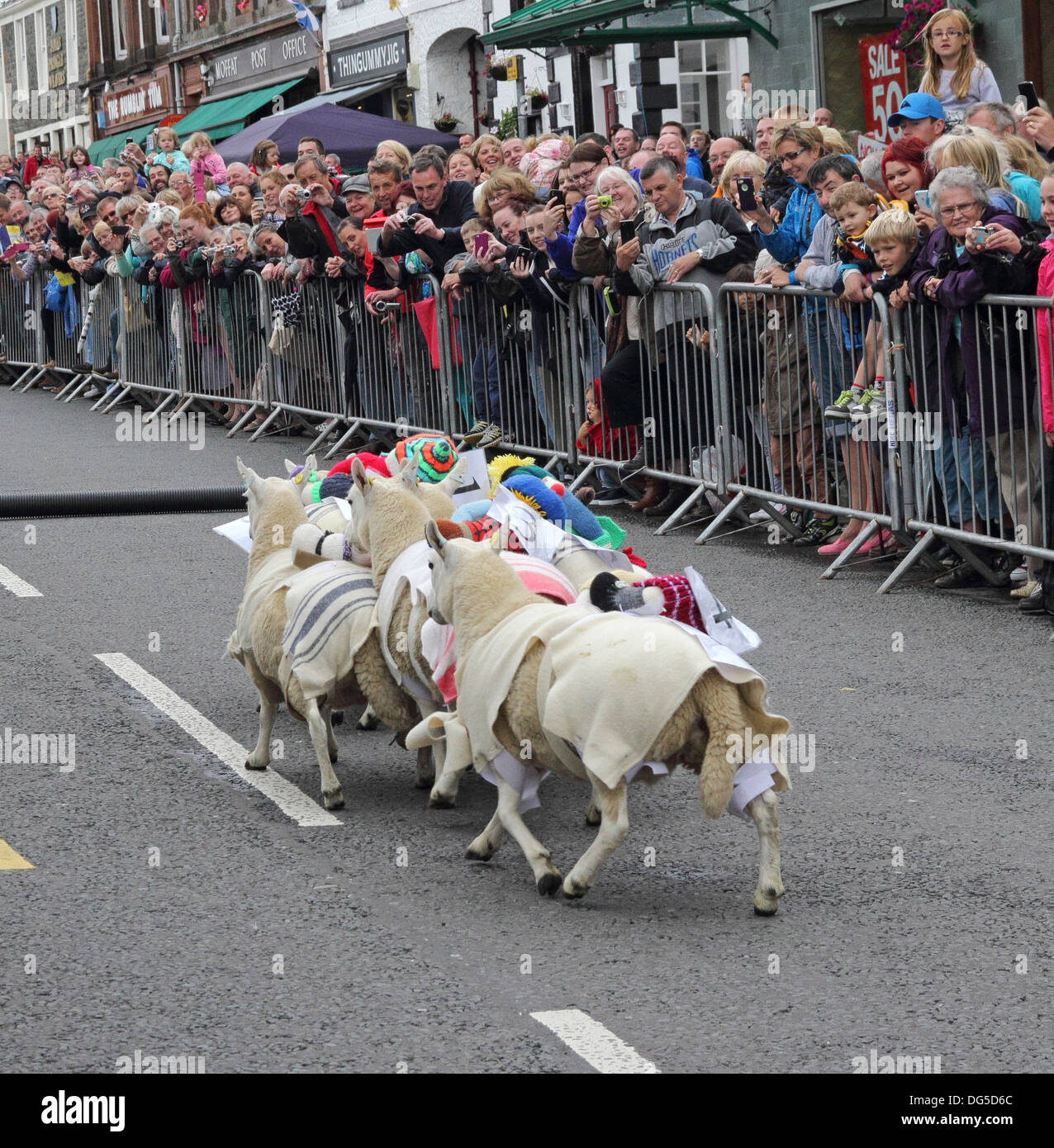Sheep racing festival hi-res stock photography and images - Alamy