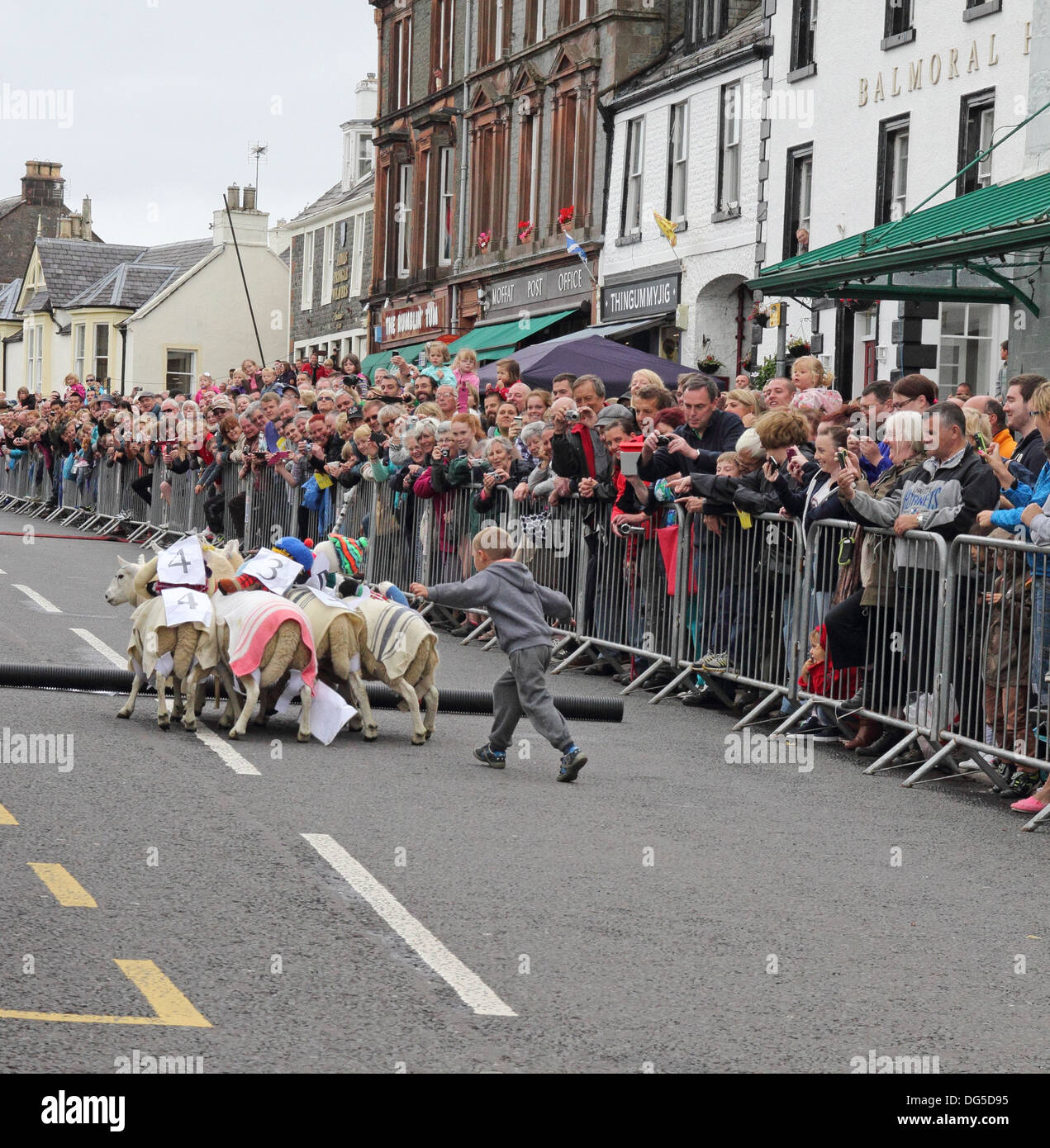 Caucasian Boy Driving Sheep at a Sheep Race, Moffat High Street, Dumfries & Galloway, Scotland, UK Stock Photo