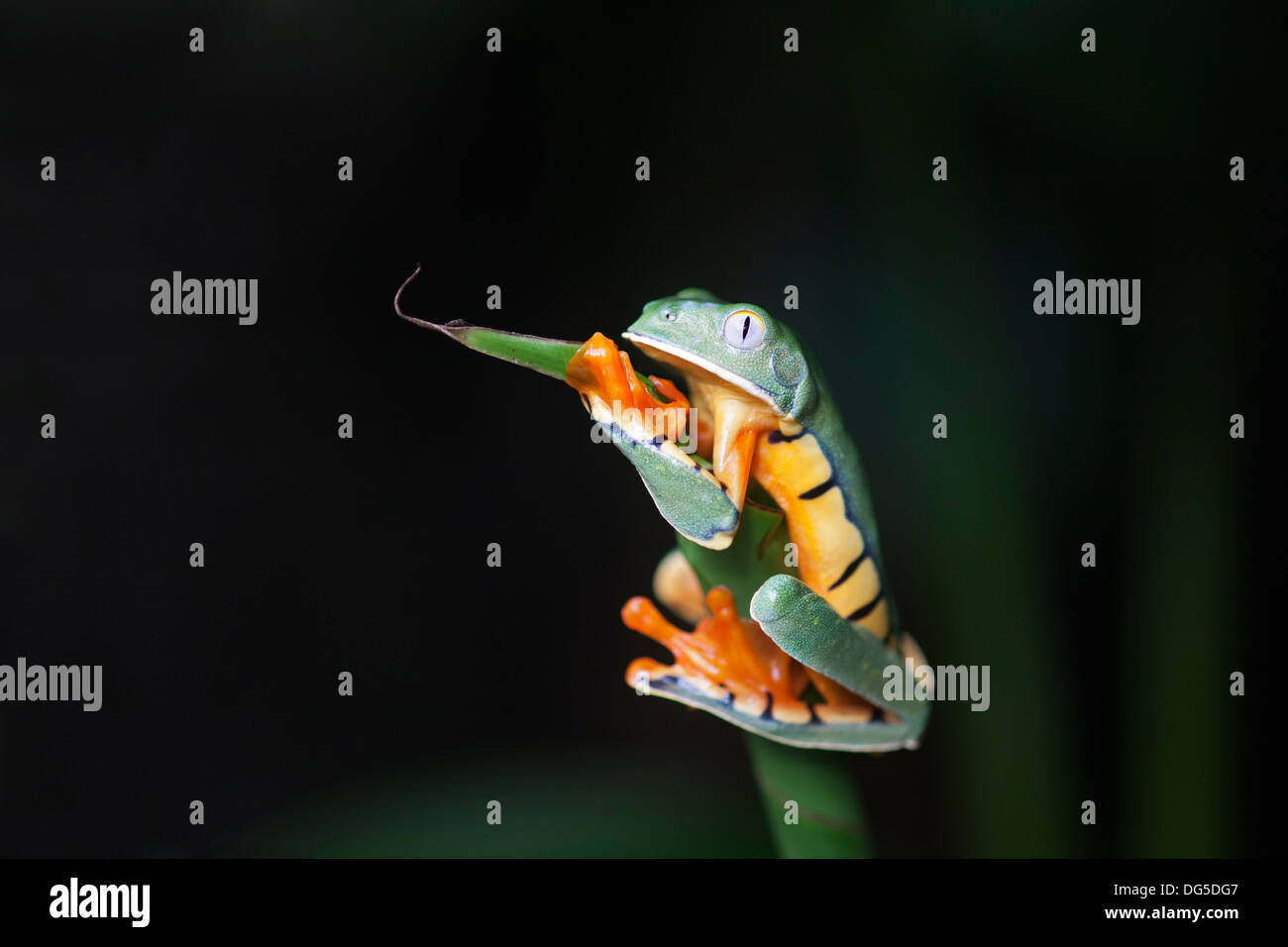 Golden-eyed Leaf Frog (Cruziohyla calcarifer) clinging to plant stem Stock Photo