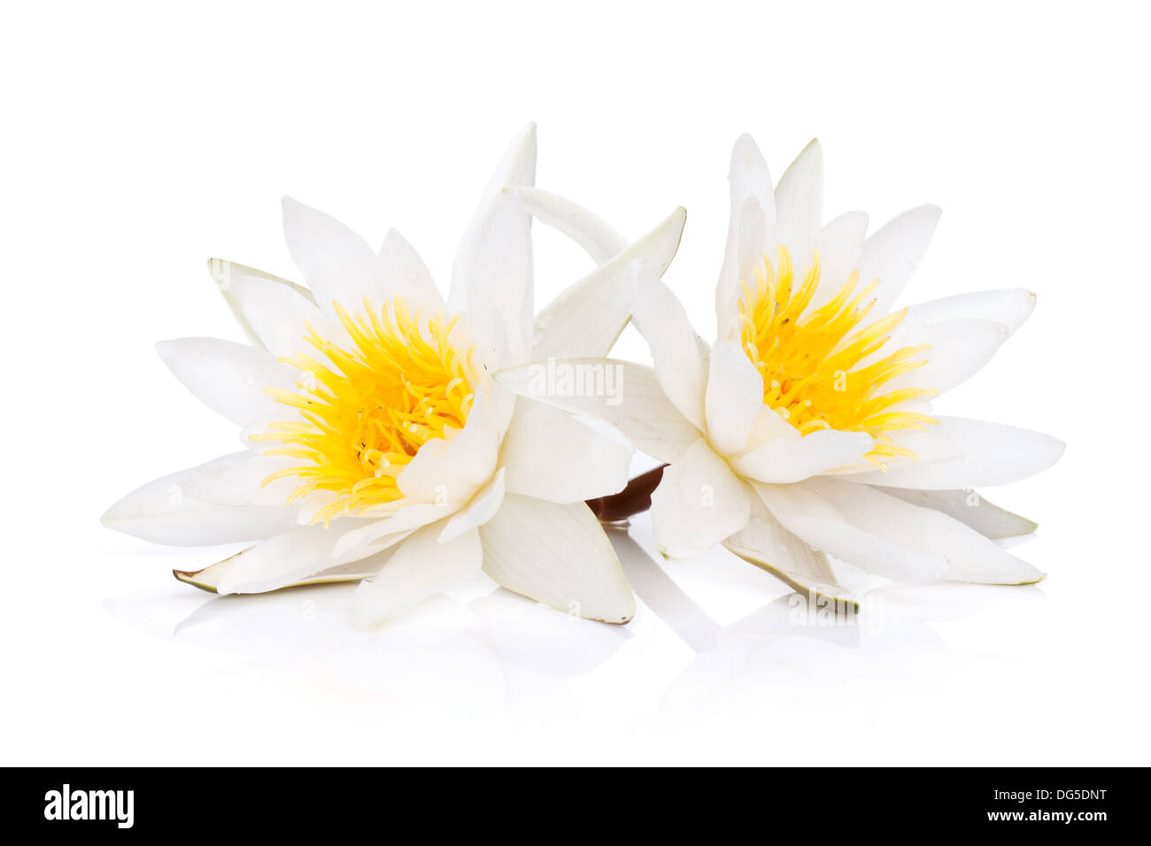 Water lily. Isolated on white background Stock Photo