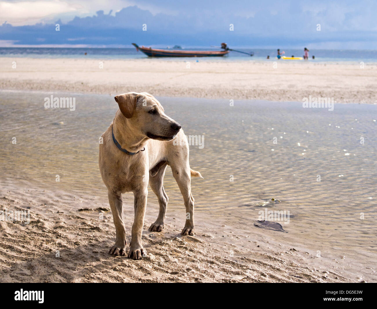 Beach dog in Koh Tao island, Southern Thailand. Stock Photo