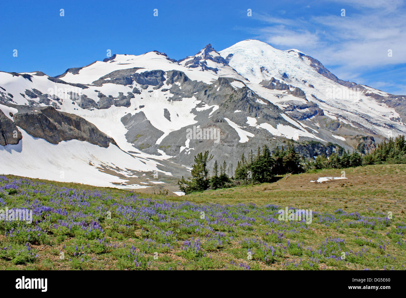 View of Mt. Rainier from the Summerland trail Stock Photo 61586504 Alamy