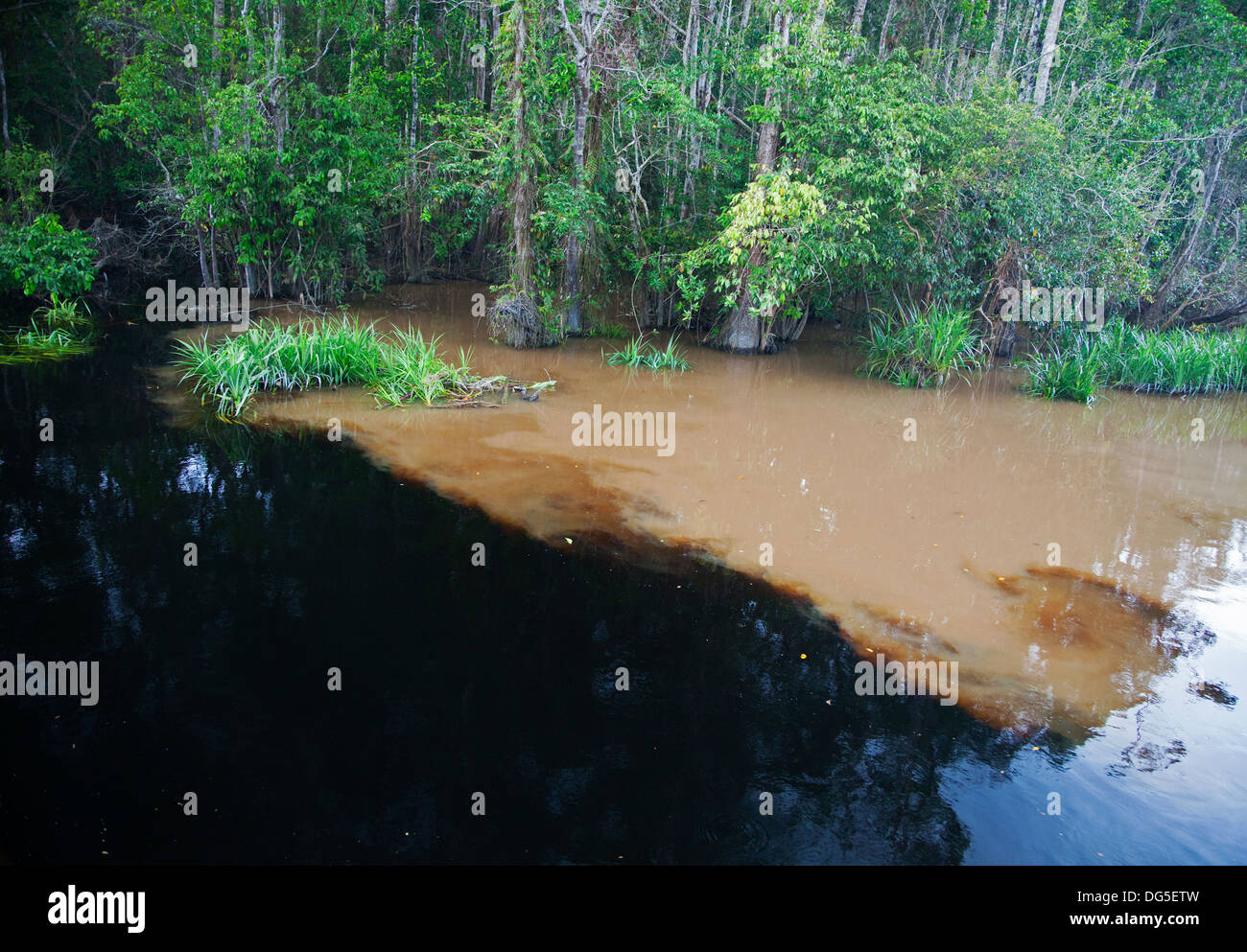 Natural clean black water of Sekonyer Kanan tributary flowing into muddy water of the main Sekonyer River polluted by illegal gold mining in Borneo Stock Photo
