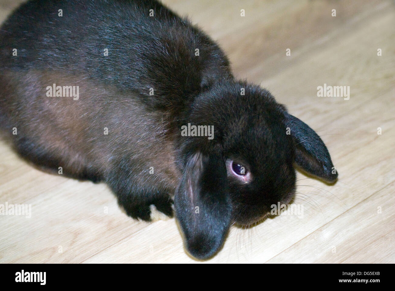 Black male mini lop rabbit Stock Photo Alamy