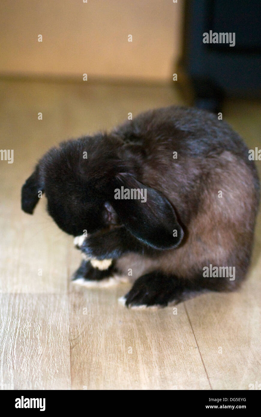 Black male mini lop rabbit Stock Photo