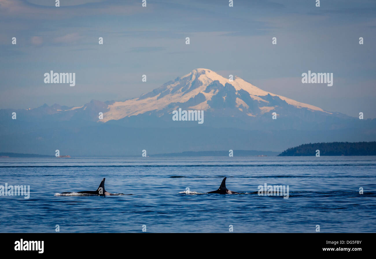 Mount Baker with Orcas ( killer whales ) in the Strait of Georgia, Washington, USA Stock Photo