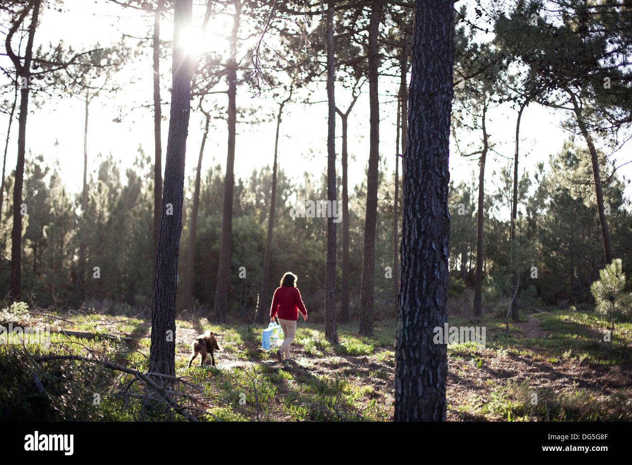 a woman walks her dog through a pine forest Stock Photo