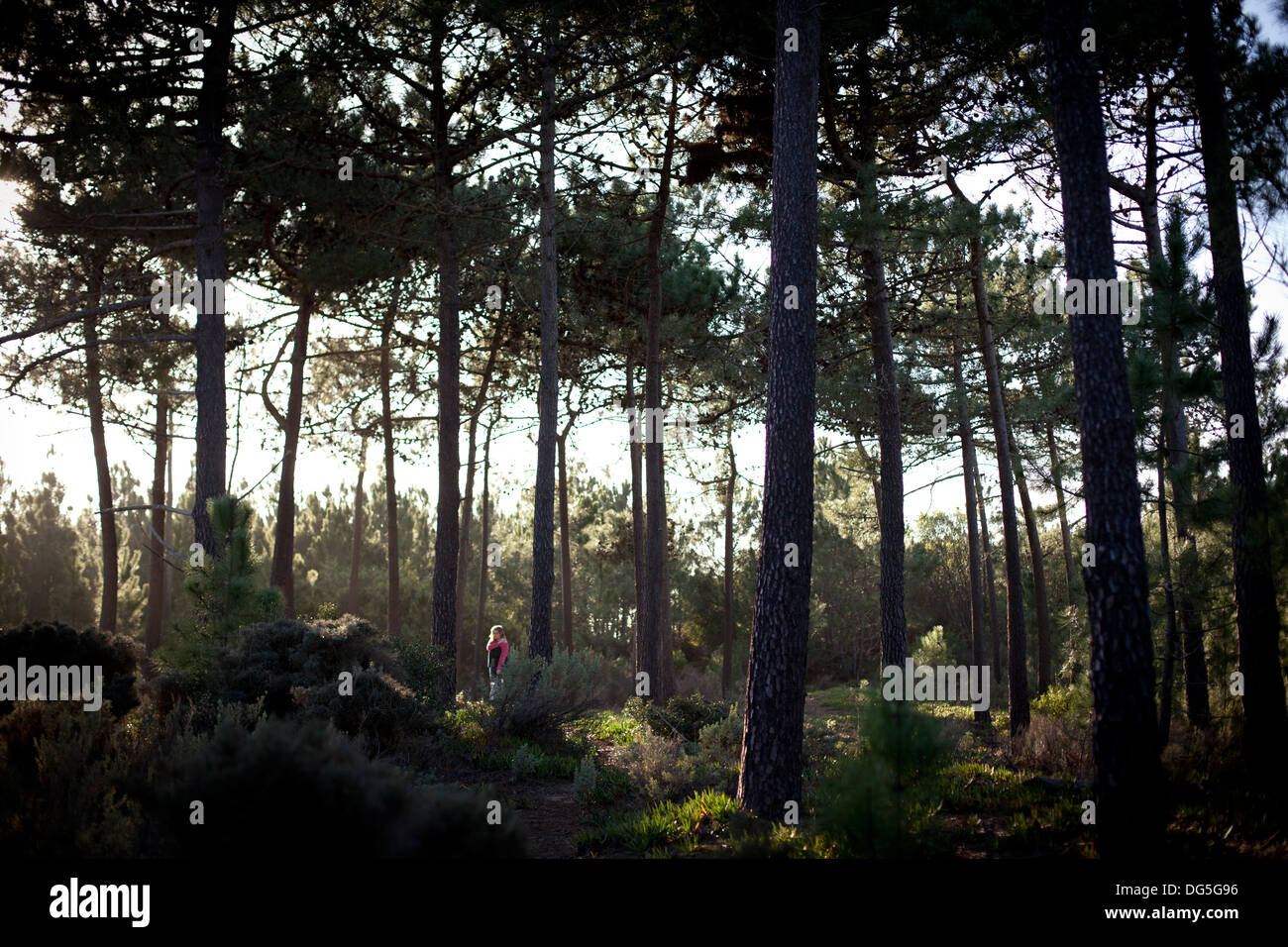 a woman pauses for a moment in a pine forest in the algarve in portugal Stock Photo