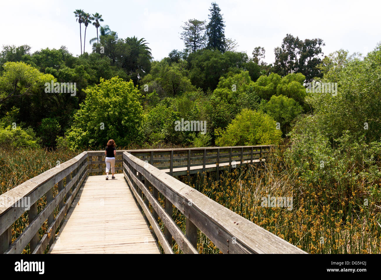 Woman seen from behind walking on a wooden footbridge across a marsh with lush greenery in the background. Stock Photo