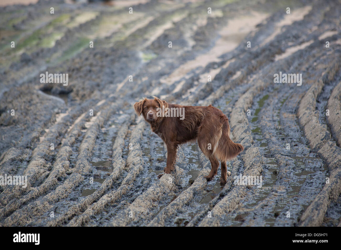 a pet dog walks long rock patterns on the coast in portugal Stock Photo