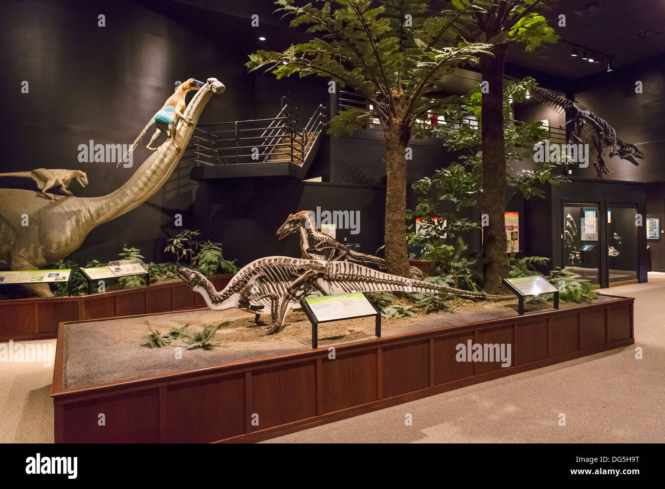 Dinosaur display in the Museum of the Rockies, Bozeman, Montana, USA Stock Photo