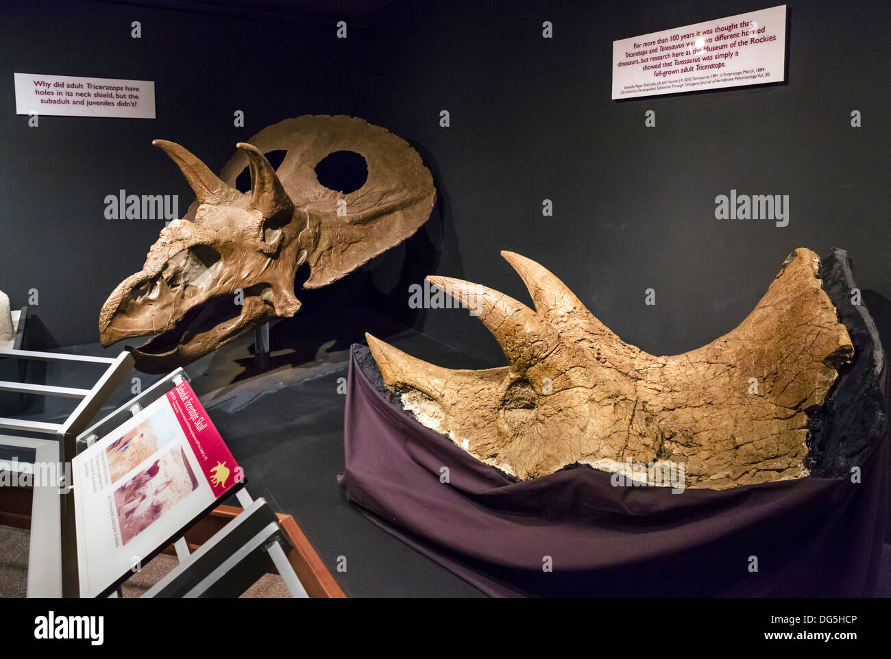 Triceratops skulls in the Museum of the Rockies, Bozeman, Montana, USA Stock Photo