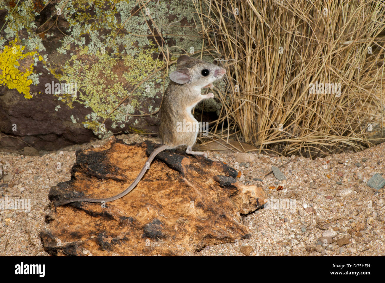 Cactus Mouse Peromyscus eremicus Tucson, Pima County, Arizona, United States 29 September Adult on Coyote Melon. Muridae Stock Photo