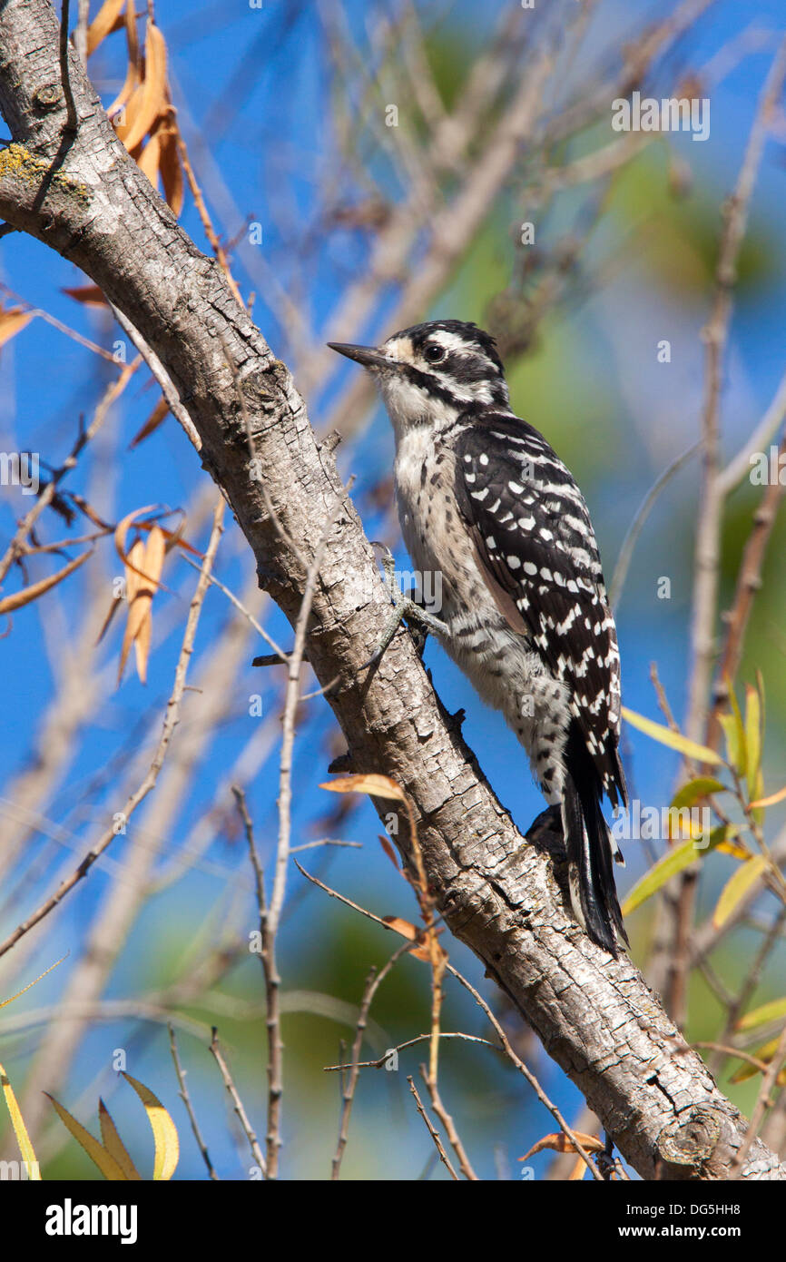 California woodpecker hires stock photography and images Alamy