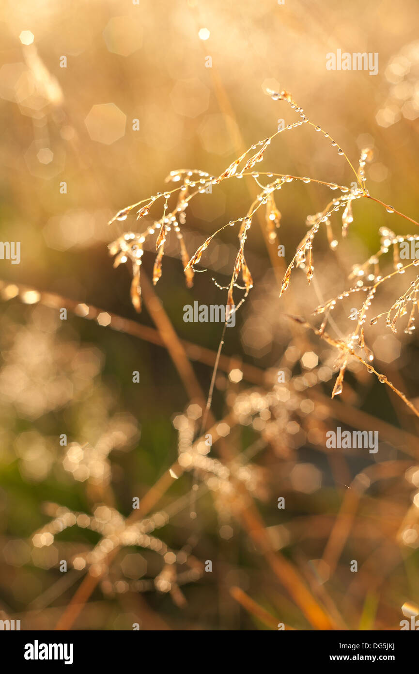 Misty early morning sunrise on backlit meadow dew webs and grasses Poa ...