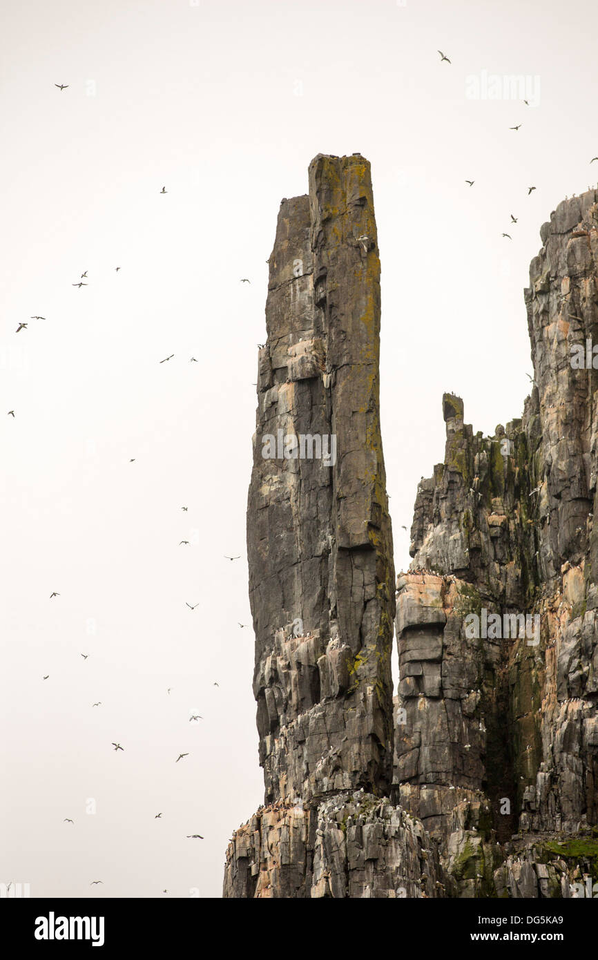 Sea bird nesting cliffs at Aalkefjellet Hinlopenstretet Spitsbergen; Svalbard, home to over 60,000 pairs of Brunnichs Guillemot Stock Photo