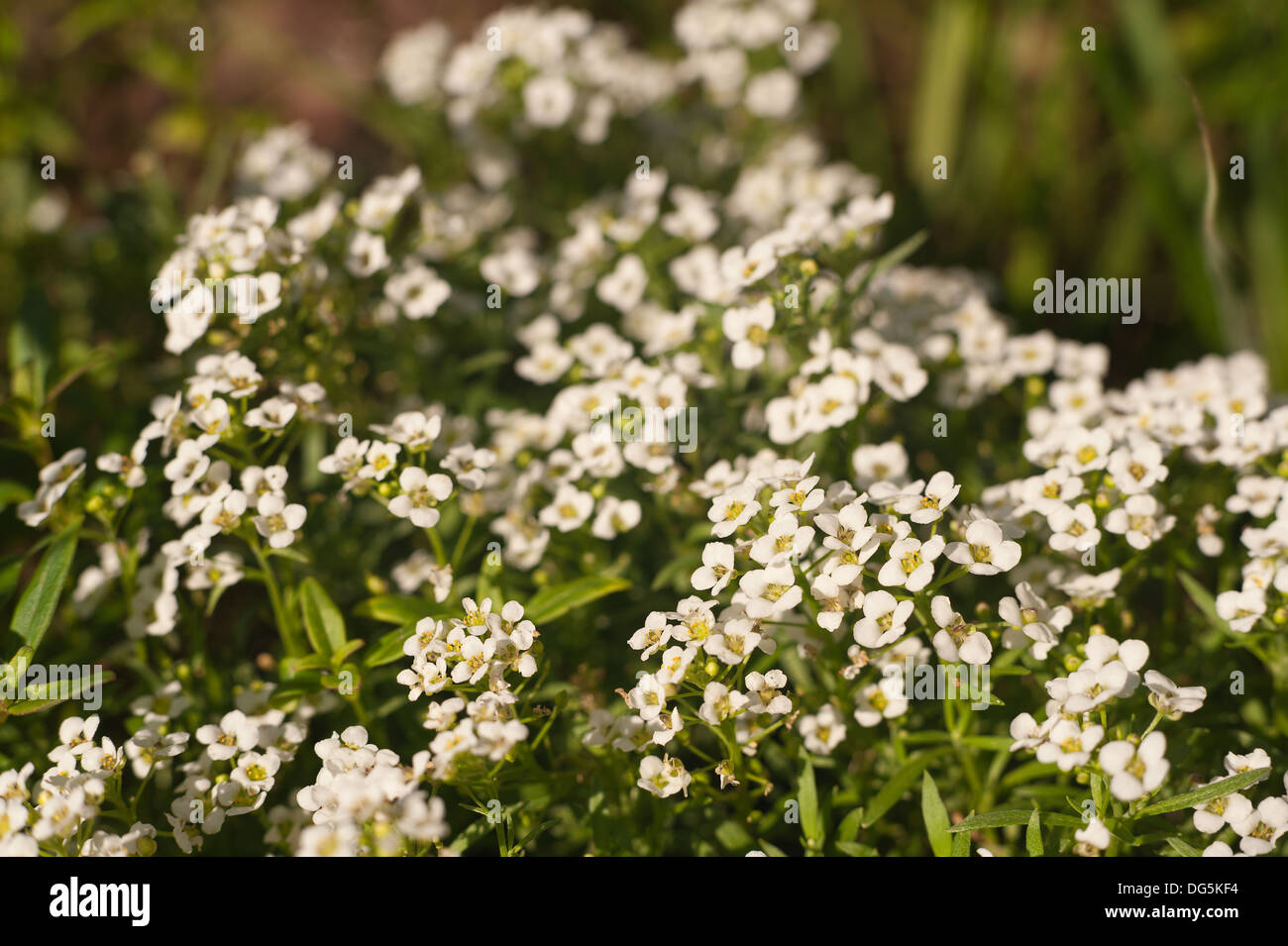 masses of small white flowers of Sequins and blooms of Rock Cress Stock Photo