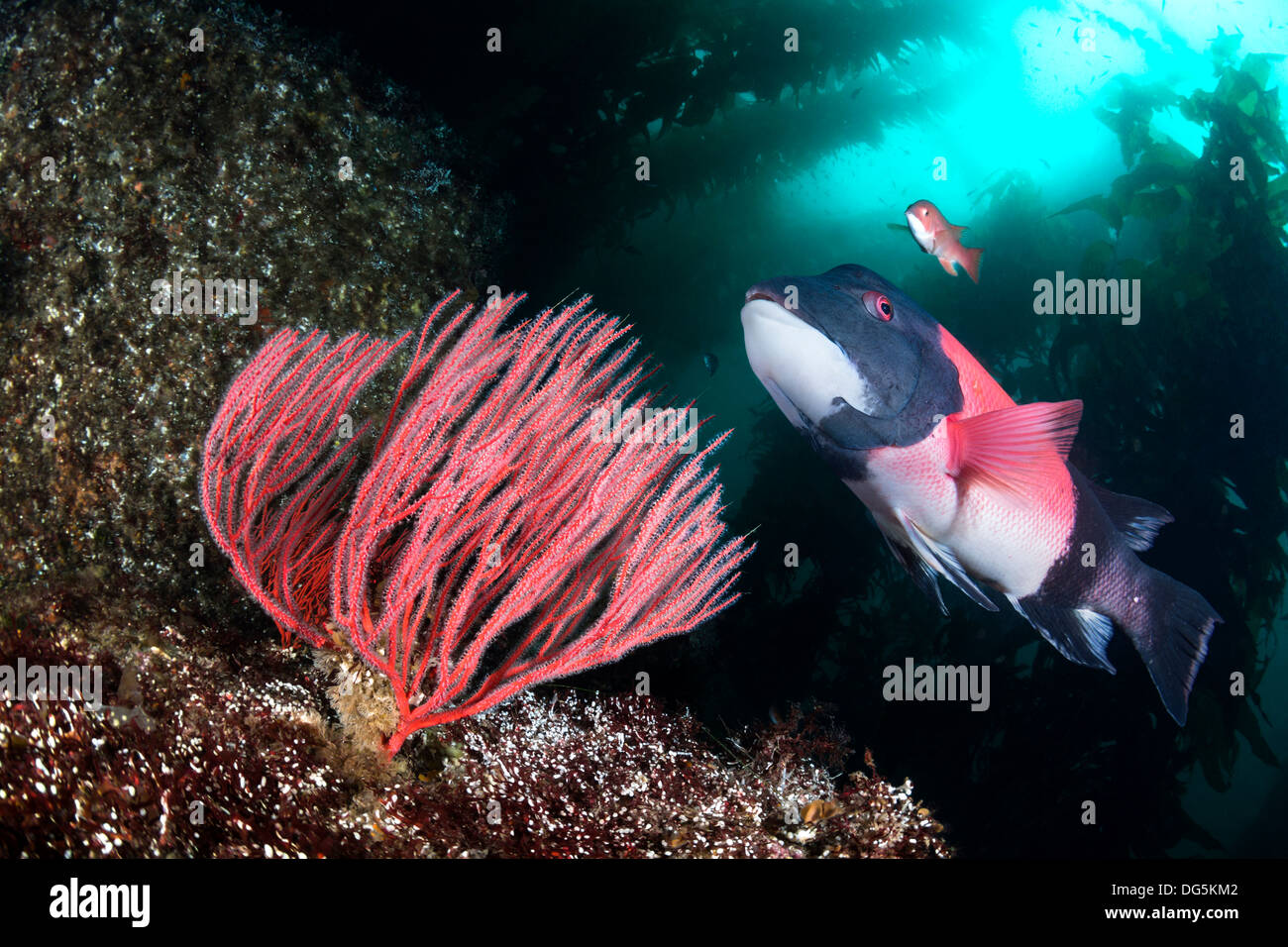 A beautiful California sheepshead fish swimming past a gorgonian sea fan in a deep kelp forest Stock Photo