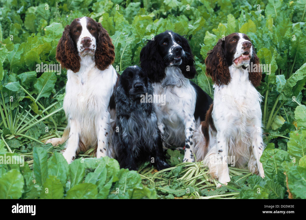 Four springer spaniels hi-res stock photography and images - Alamy