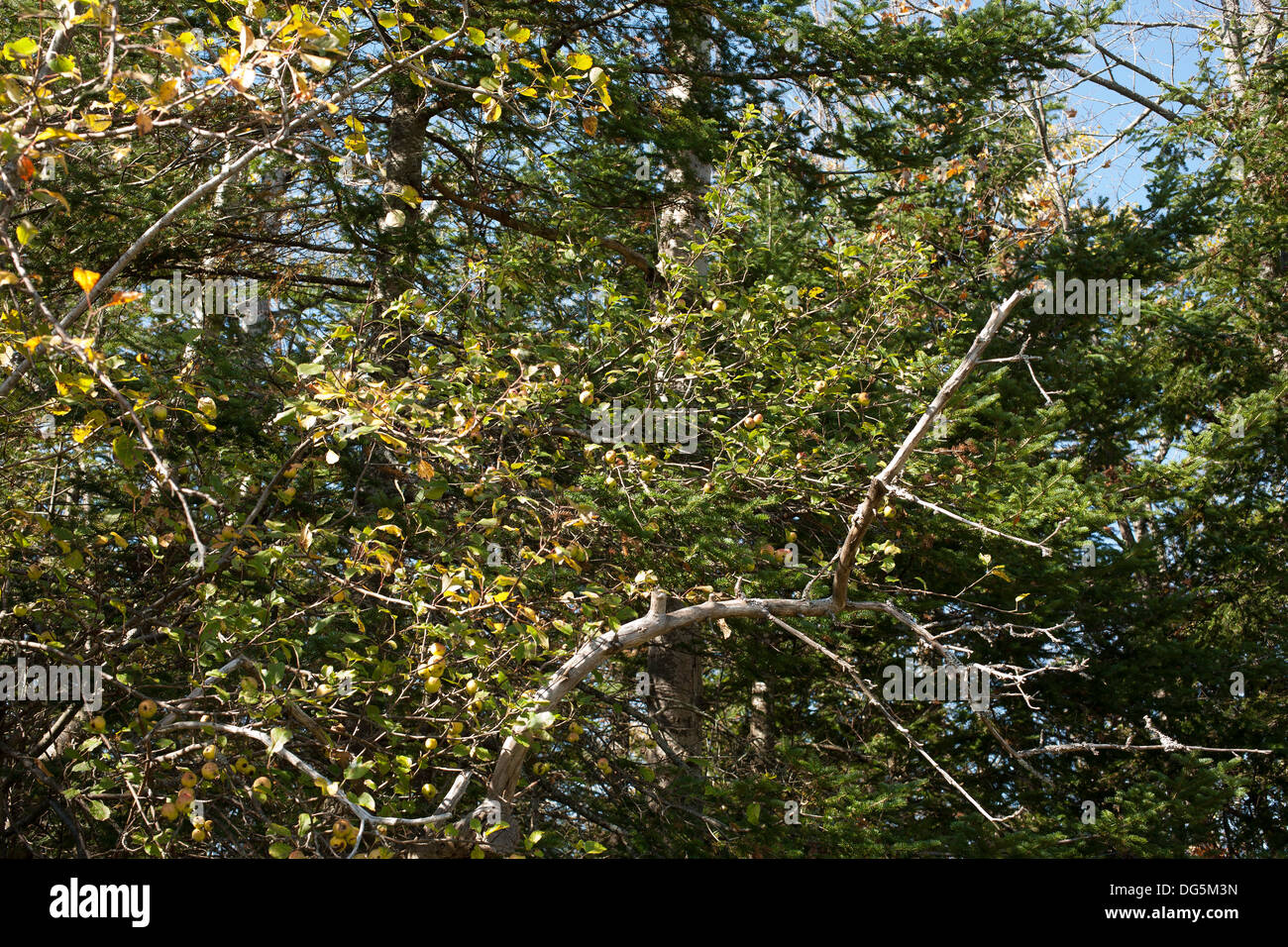 Old apple tree from abandoned orchard at Notchview, property of