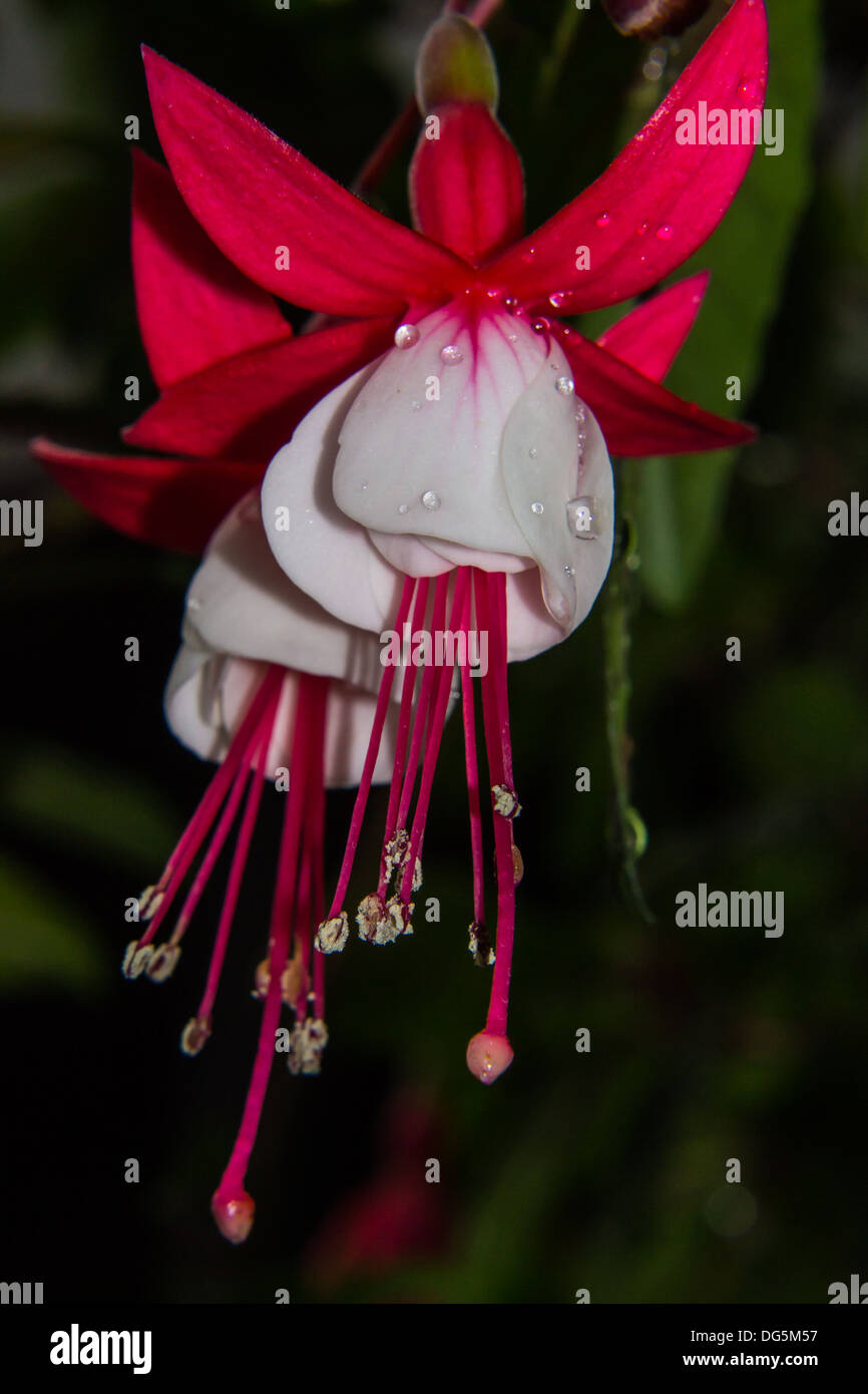 fuschia in glorious red Stock Photo