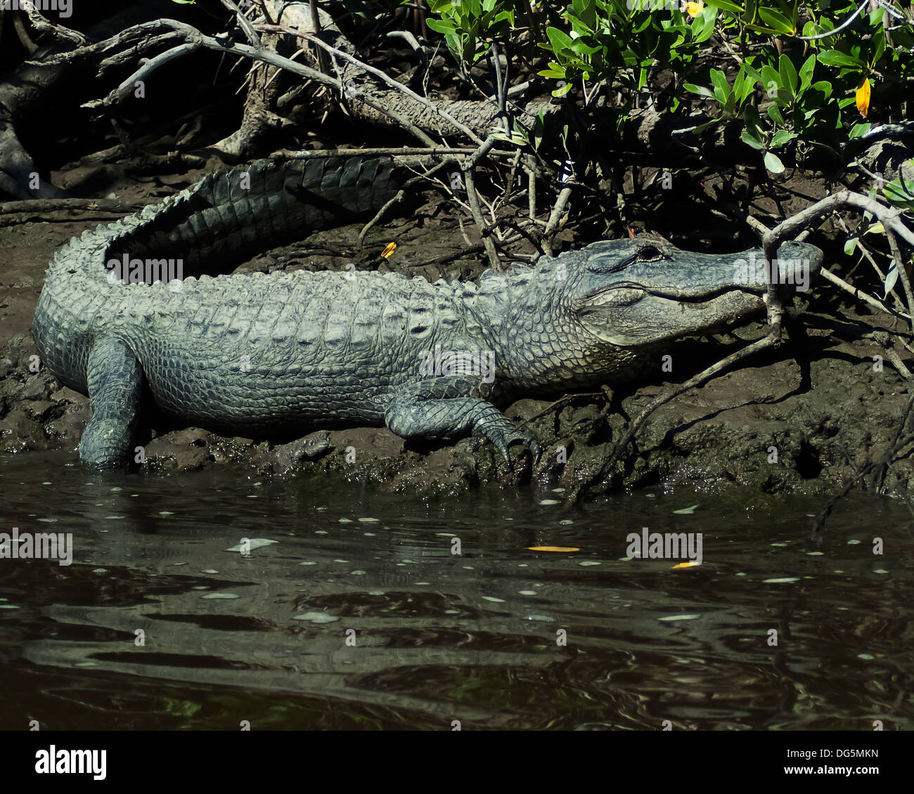 An alligator sitting on the shore of the swamp Stock Photo