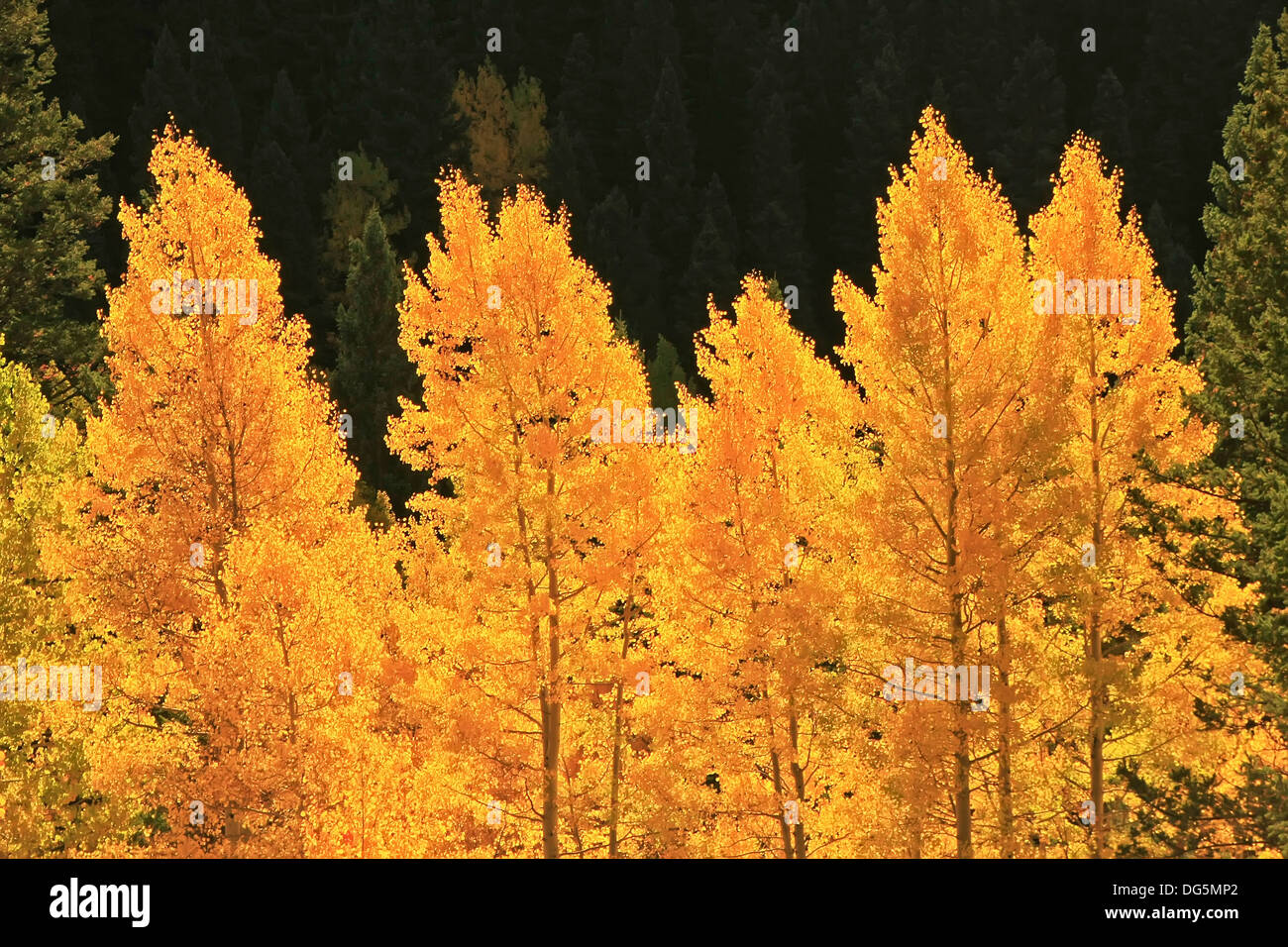 Aspen trees with fall color, San Juan National Forest, Colorado, USA Stock Photo