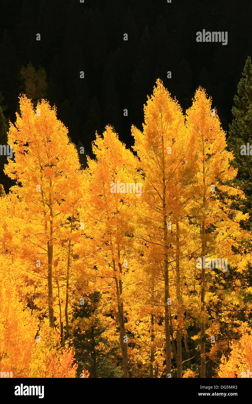 Aspen trees with fall color, San Juan National Forest, Colorado, USA Stock Photo