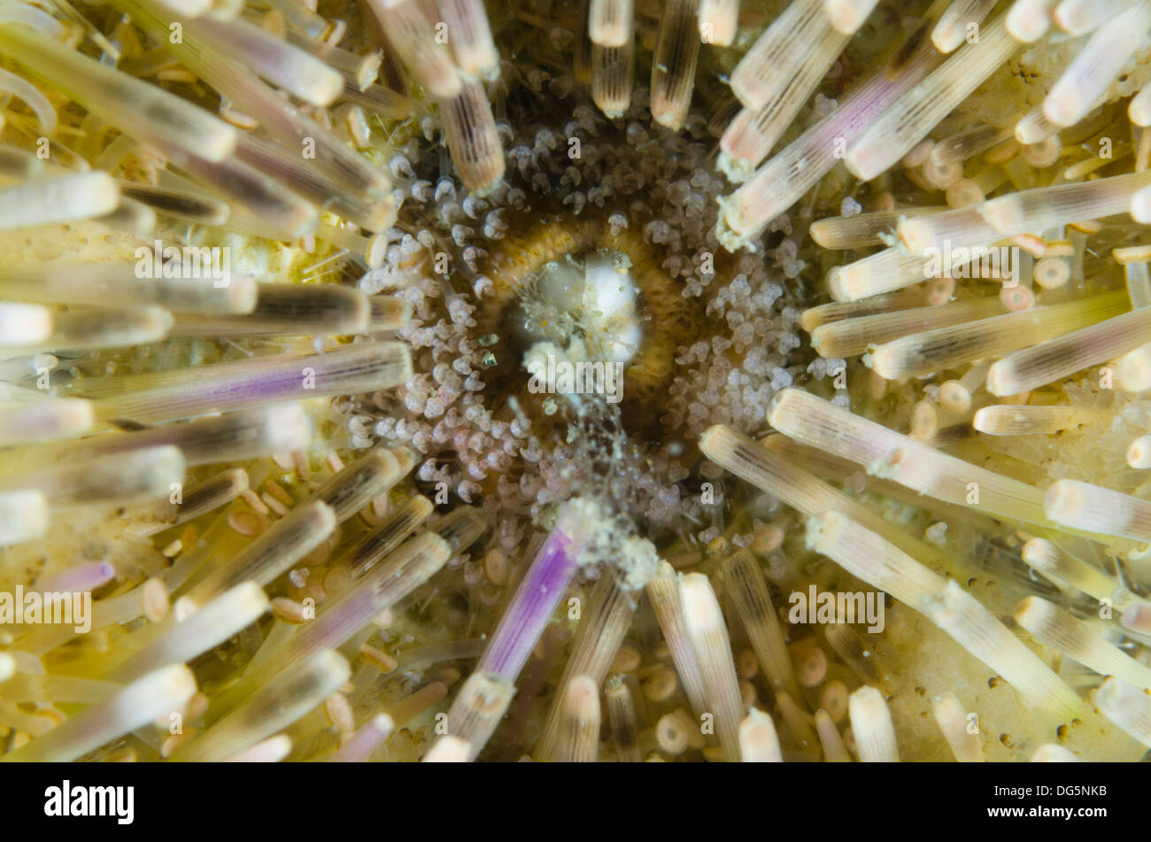 Lytechinus variegatus Sea Urchin mouth macro view Stock Photo