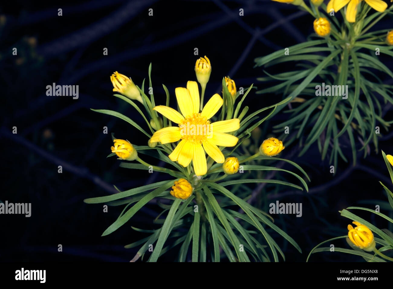 De Hoop euryops flowers - Euyops linearis - Family Asteraceae Stock Photo