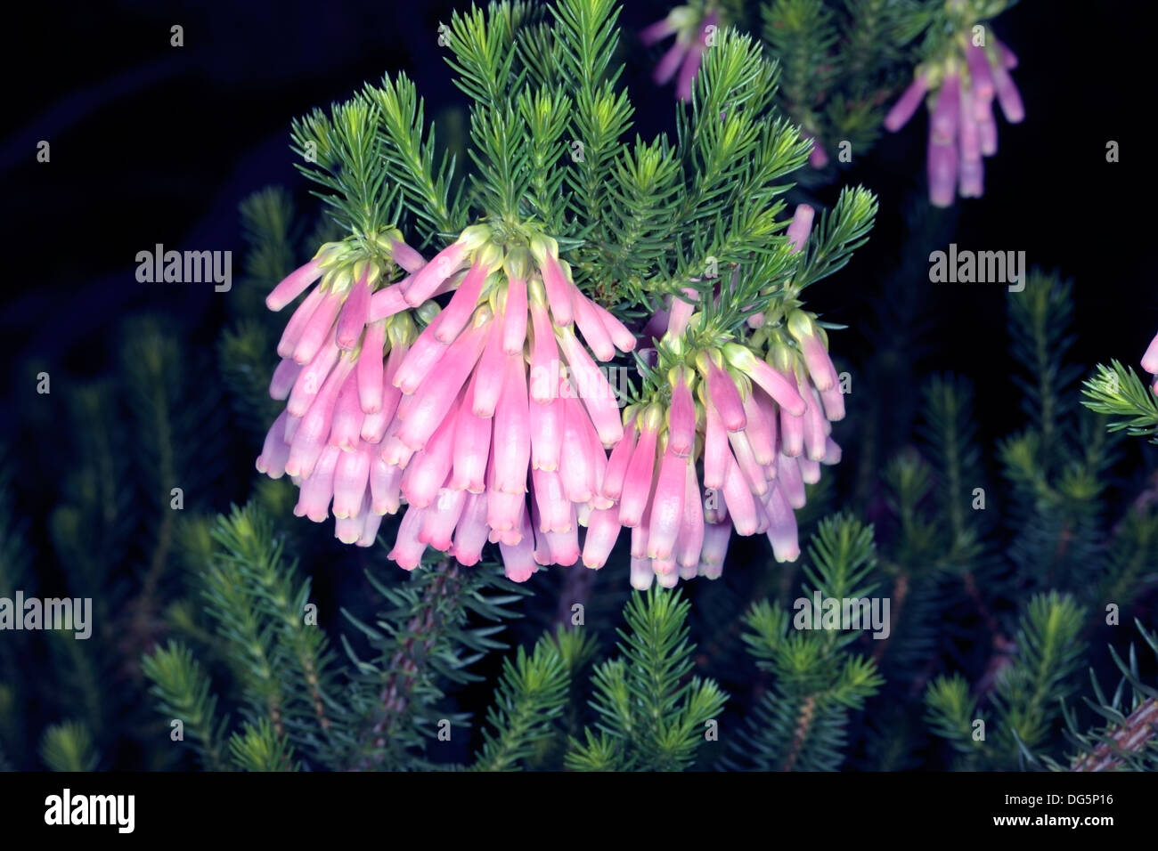 Bridal Heath / Albertinia Heath- Erica baueri / bauera- Family Ericaceae Stock Photo