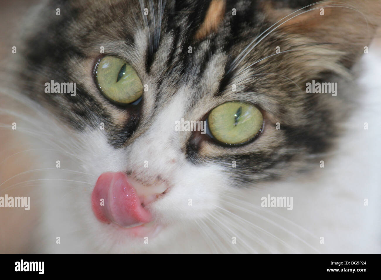 Closeup of kitten with tongue sticking out Stock Photo Alamy