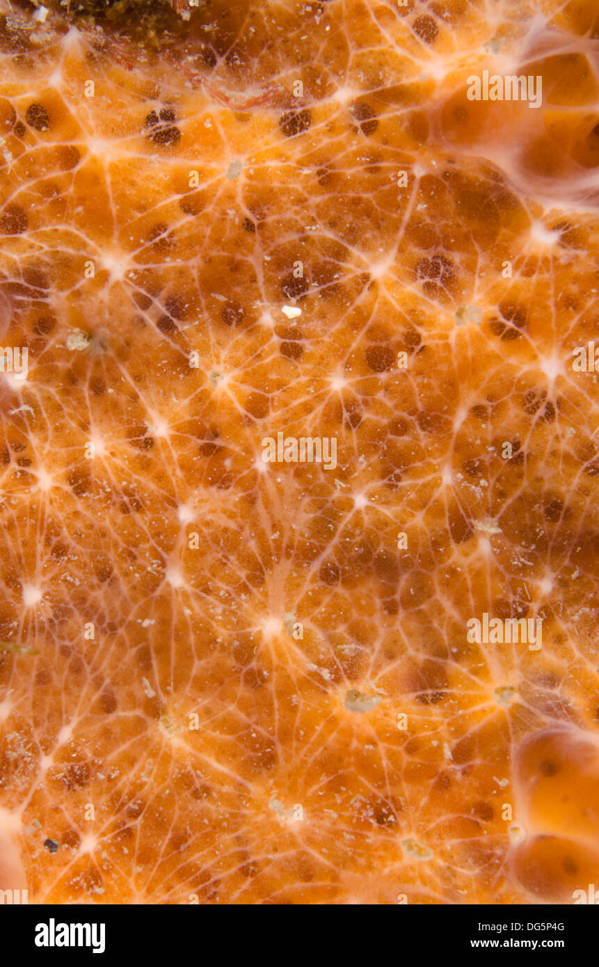 sea sponge tissue close up underwater Stock Photo