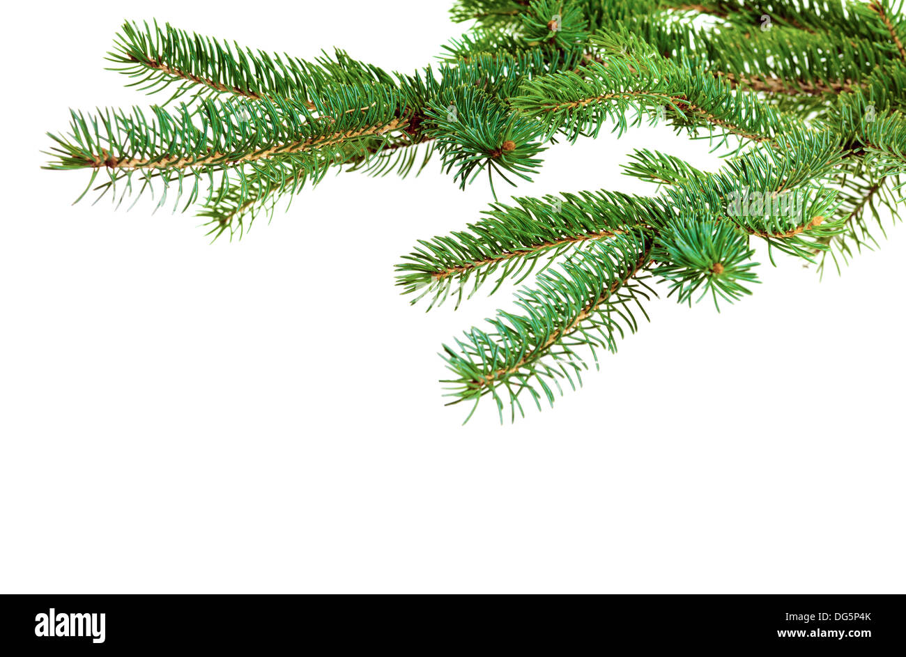 Branch of Christmas tree on white background Stock Photo - Alamy