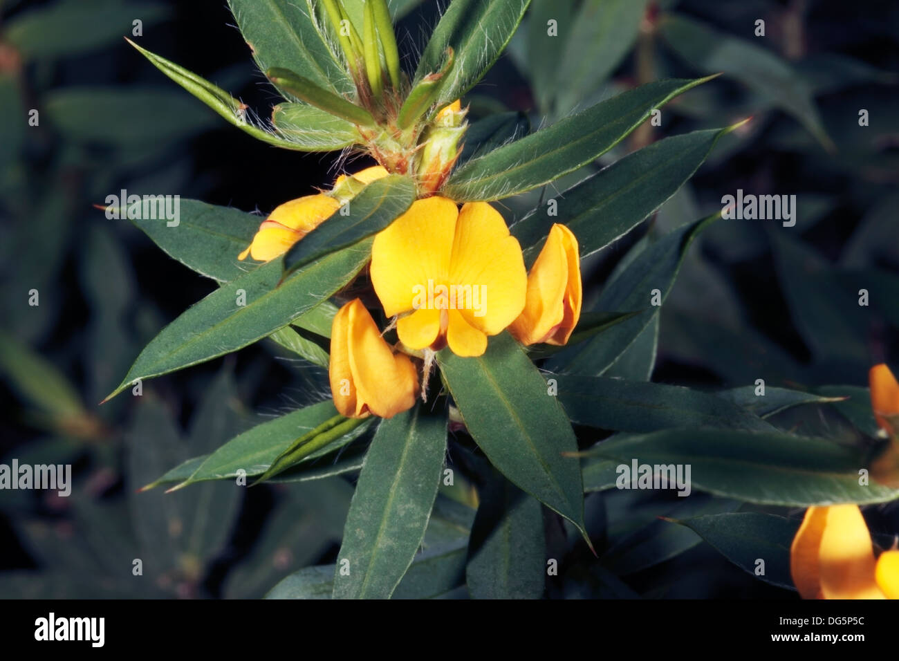South Australian Native Yellow / Splendid Bushpea [Bush Pea] Pultenea