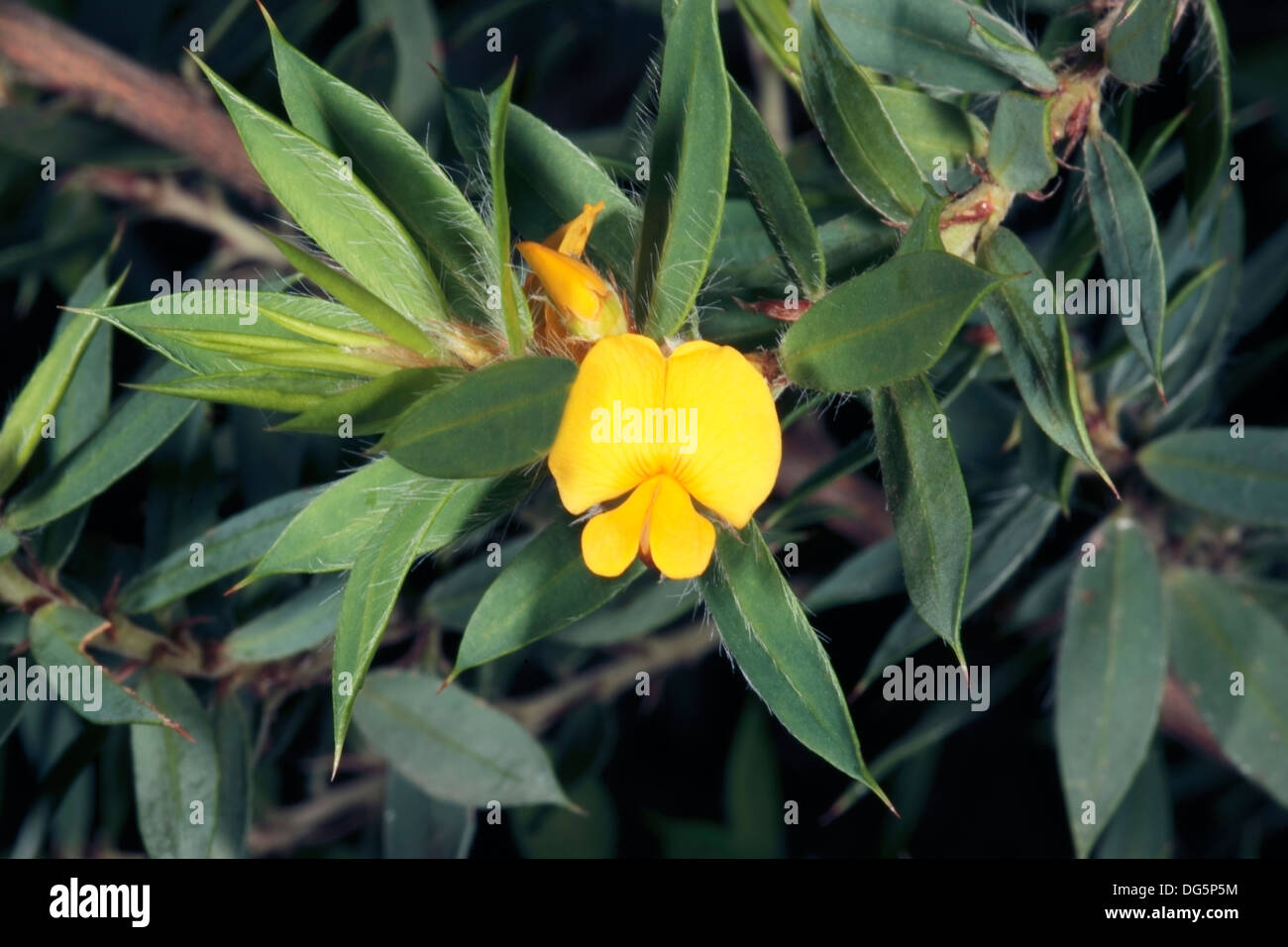 South Australian Native Yellow / Splendid Bush-pea [Bush Pea]- Pultenea villifera - Family Fabaceae- Status Vulnerable Stock Photo