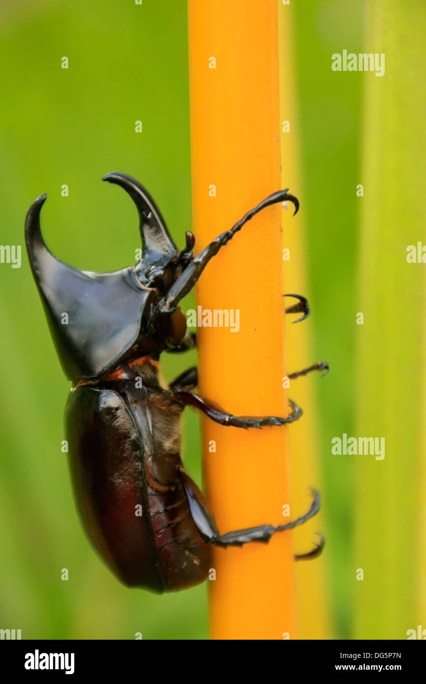 Rhinoceros beetle Stock Photo