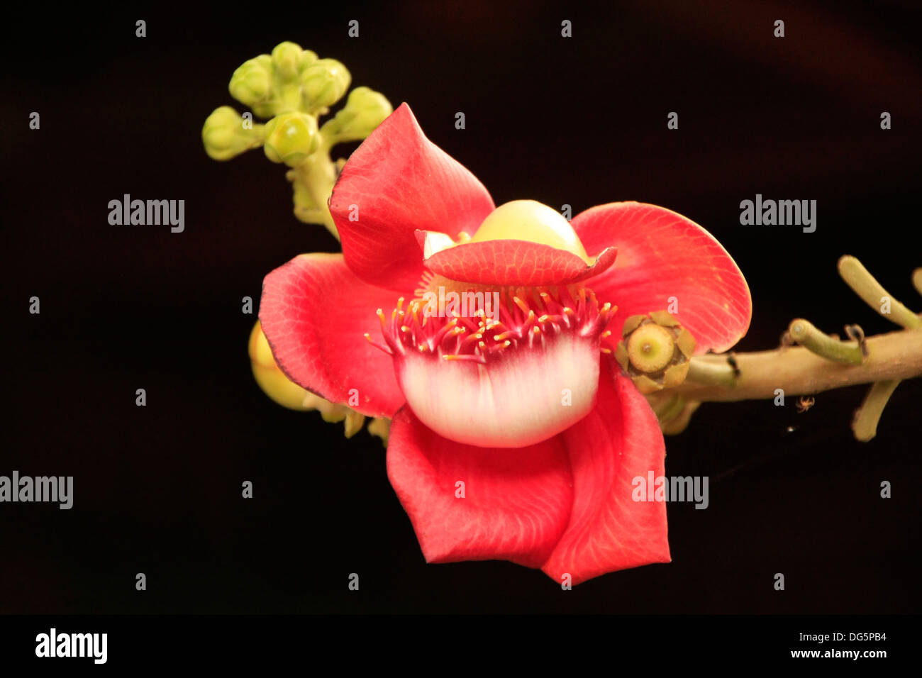Flower of Shorea Robusta tree Stock Photo