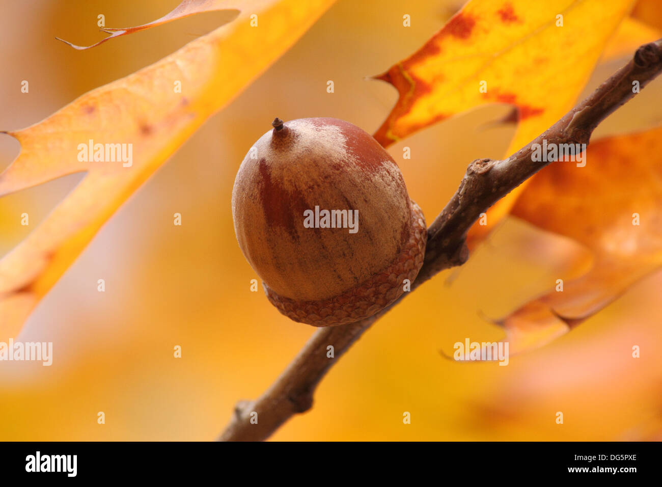 close up of acorn on branch of oak tree at fall Stock Photo