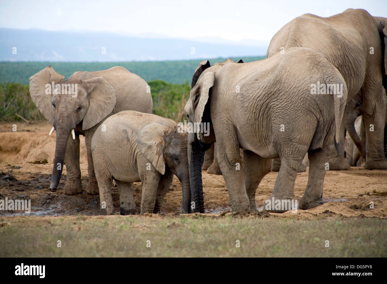 Elephant lifestyle in South Africa Stock Photo