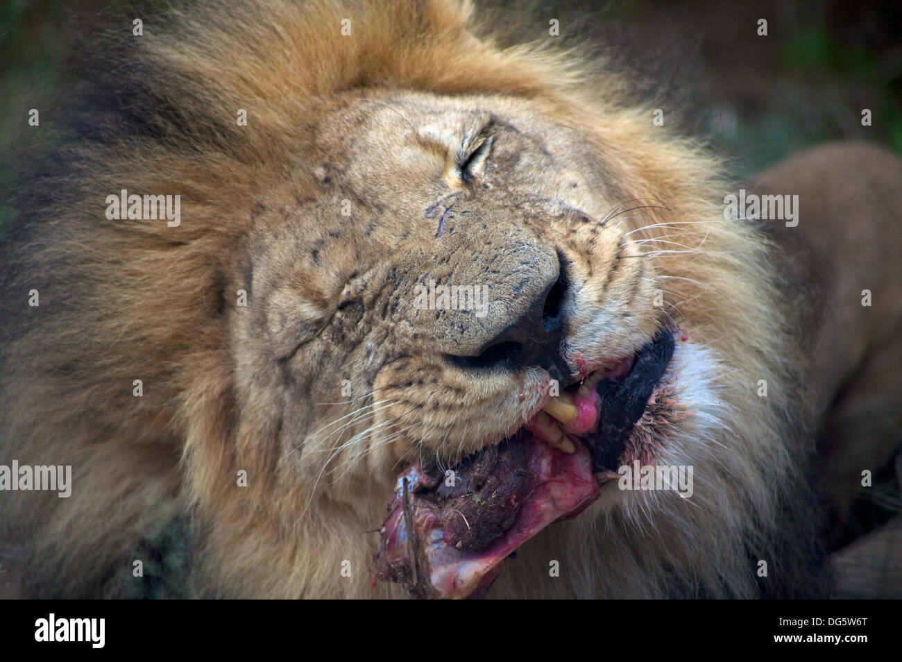 Lion having his dinner, raw meat in the bush. Namibia Stock Photo Alamy