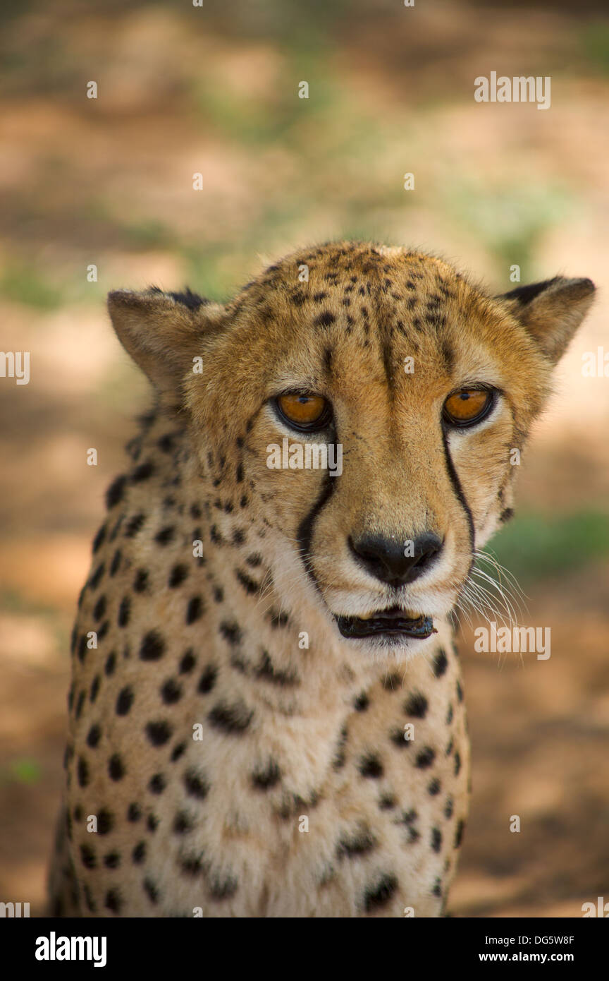 Portrait of cheetah, Namibia Stock Photo