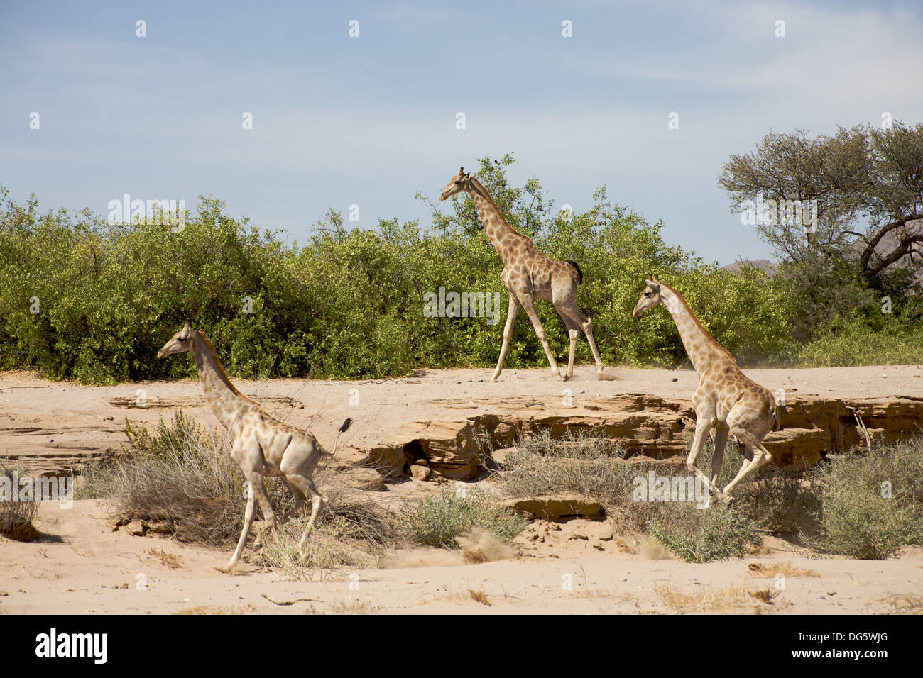 Giraffes running hi-res stock photography and images - Alamy