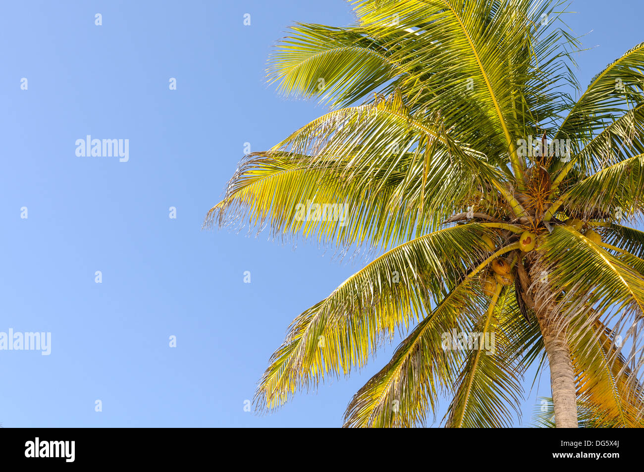 Green and blue tree hi-res stock photography and images - Alamy