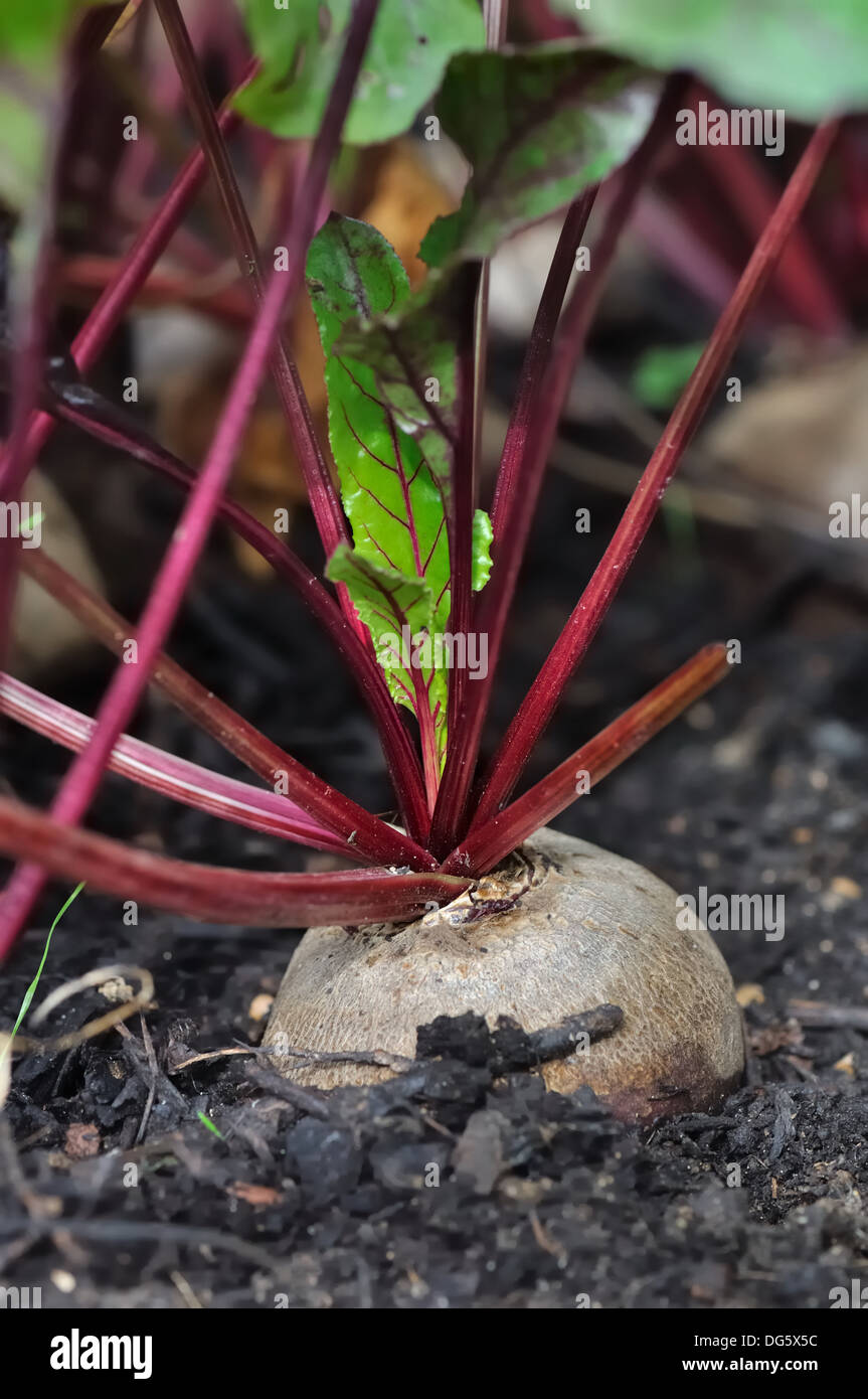 beet in the soil of a vegetable garden Stock Photo
