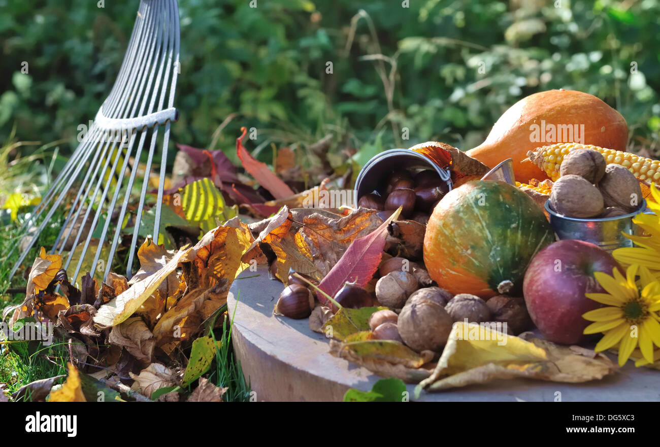 rake leaf next to fruits and pumpkins picked in the garden Stock Photo ...